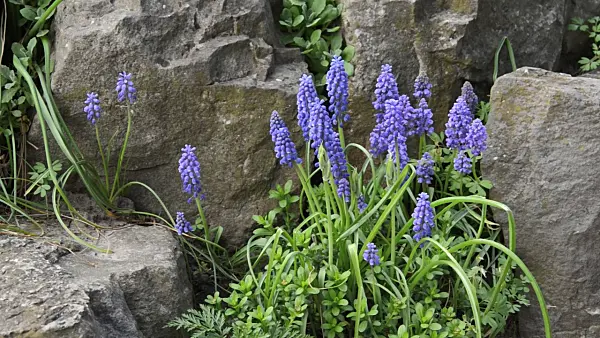 495275 - Armenian grape hyacinth (Muscari armeniacum)