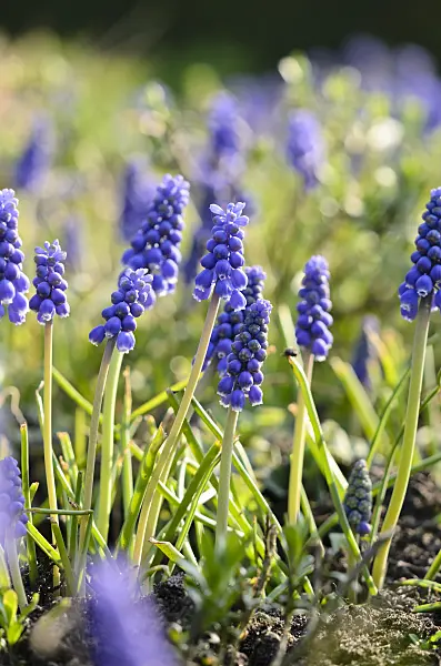 519099 - Armenian grape hyacinth (Muscari armeniacum)