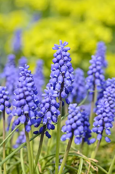 519142 - Armenian grape hyacinth (Muscari armeniacum)