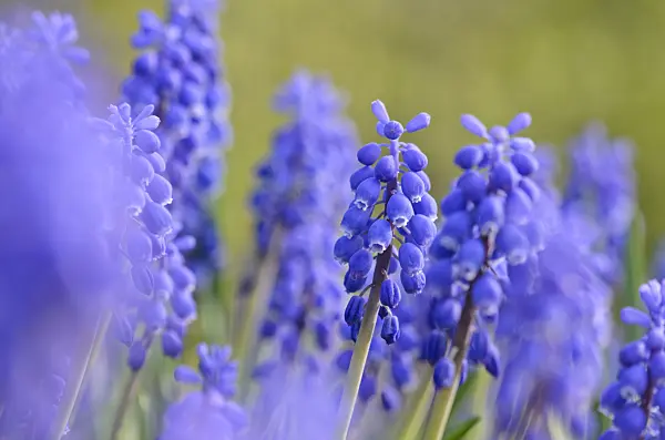 519168 - Armenian grape hyacinth (Muscari armeniacum)