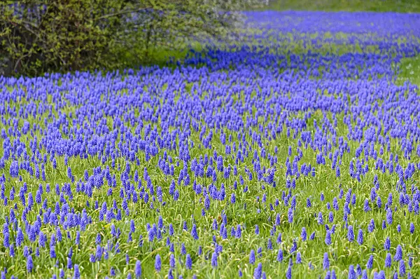 519181 - Armenian grape hyacinth (Muscari armeniacum)