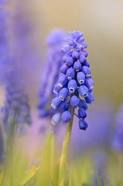 519183 - Armenian grape hyacinth (Muscari armeniacum)