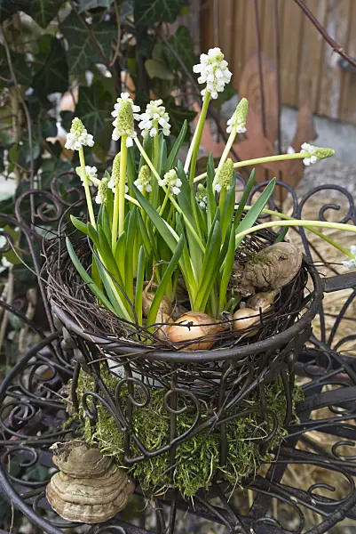 542011 - Armenian grape hyacinth (Muscari armeniacum)