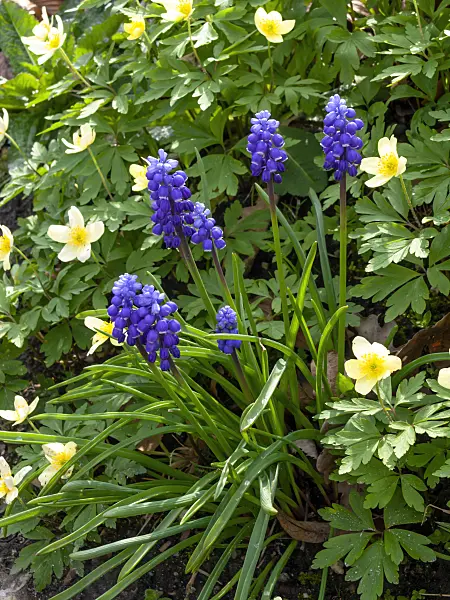 459006 - Armenian grape hyacinth (Muscari armeniacum) and windflower (Anemone x lipsiensis)