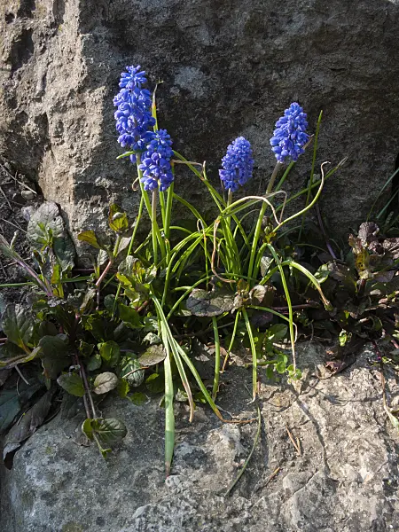 400148 - Armenian grape hyacinth (Muscari armeniacum 'Blue Spike')