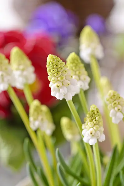 483076 - Armenian grape hyacinth (Muscari armeniacum 'White Magic')