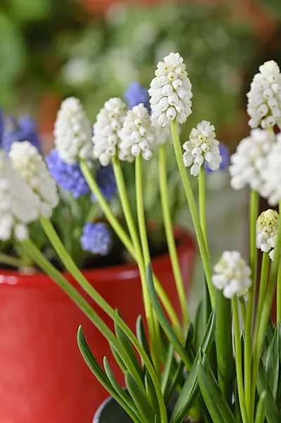 483122 - Armenian grape hyacinth (Muscari armeniacum 'White Magic')