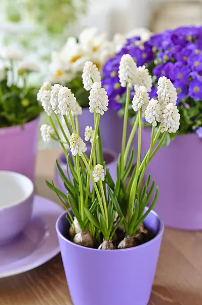 483145 - Armenian grape hyacinth (Muscari armeniacum 'White Magic')