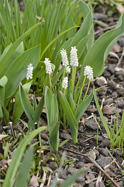 531019 - Armenian grape hyacinth (Muscari armeniacum 'White Magic')