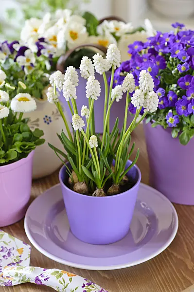 483147 - Armenian grape hyacinth (Muscari armeniacum 'White Magic'), common daisy (Bellis perennis) and purple rock cress (Aubrieta deltoidea)