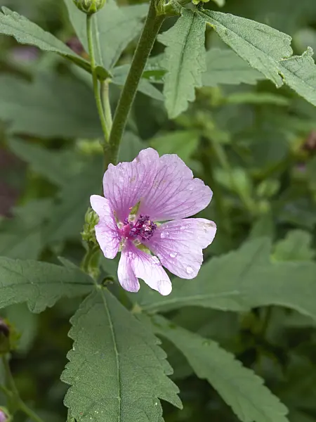 450049 - Armenian mallow (Althaea cannabina)