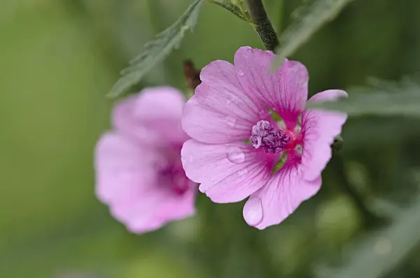 534454 - Armenian mallow (Althaea cannabina)
