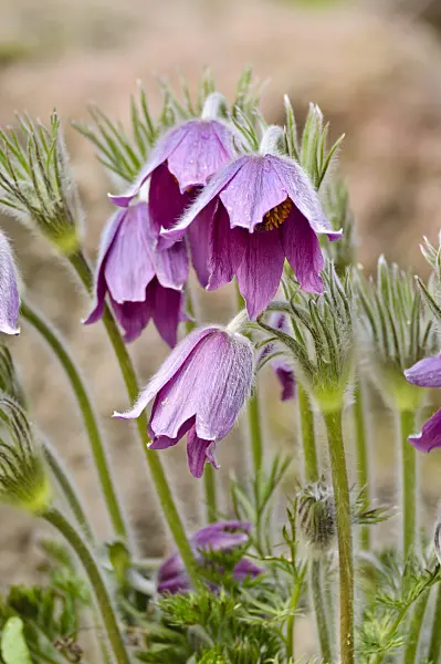483171 - Armenian pasque flower (Pulsatilla armena)