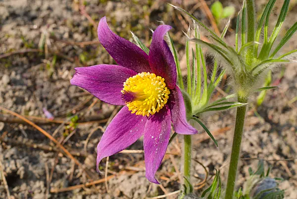 672030 - Armenian pasque flower (Pulsatilla armena)