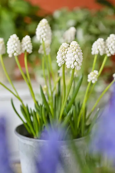 483125 - Armenische Traubenhyazinthe (Muscari armeniacum 'White Magic')