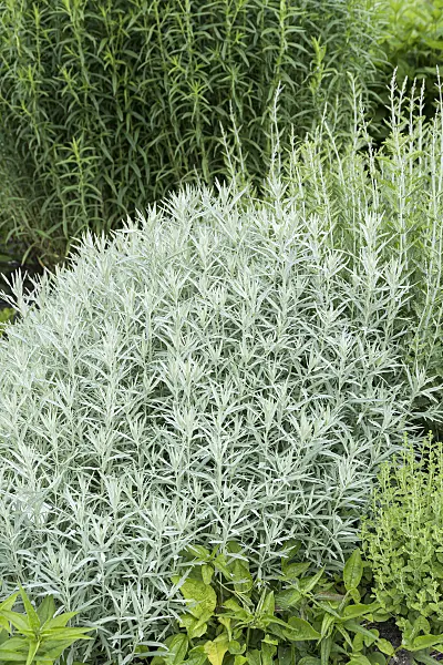 651079 - Armoise (Artemisia ludoviciana 'Silver Queen')