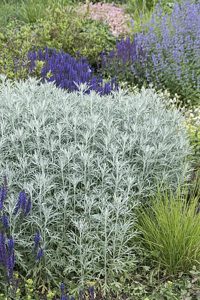 651080 - Armoise (Artemisia ludoviciana 'Silver Queen')