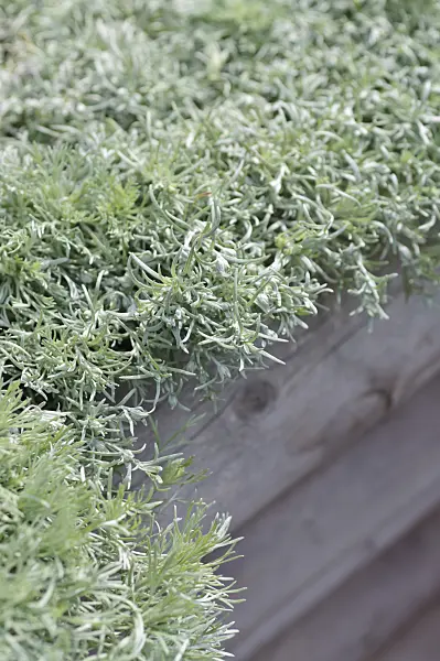 487233 - Armoise de Schmidt (Artemisia schmidtiana 'Nana')