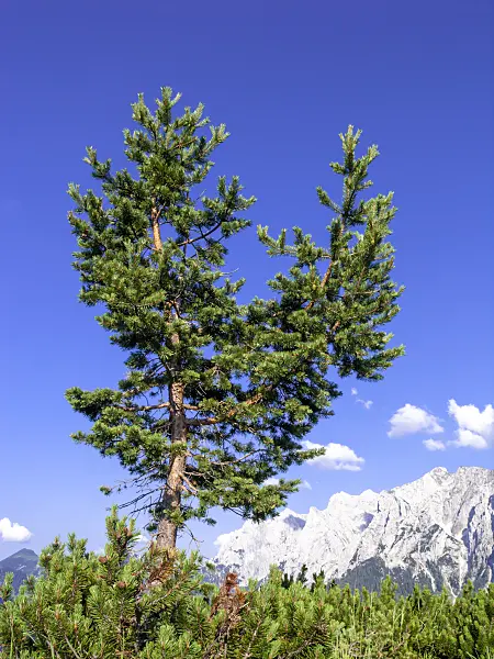 439225 - Arolla pine (Pinus cembra), Kaisergebirge Nature Reserve, Austria