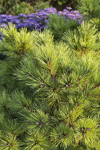 512015 - Arolla pine (Pinus cembra 'Nana')