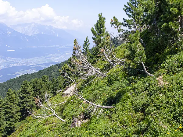 439326 - Arolla pine (Pinus cembra), Patscherkofel, Innsbruck, Austria