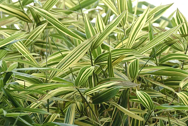 517085 - Arrow bamboo (Pseudosasa japonica 'Akebonosuji' syn. Arundinaria japonica 'Akebonosuji')