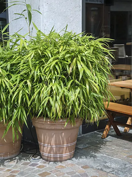 517068 - Arrow bamboo (Pseudosasa japonica syn. Arundinaria japonica)