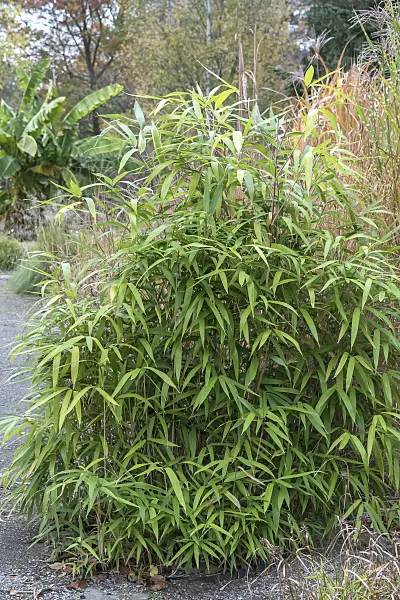 638215 - Arrow bamboo (Pseudosasa japonica syn. Arundinaria japonica)
