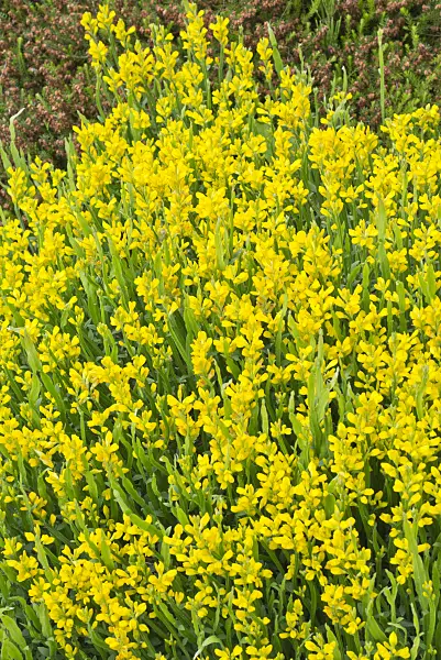 557036 - Arrow-jointed broom (Genista sagittalis)