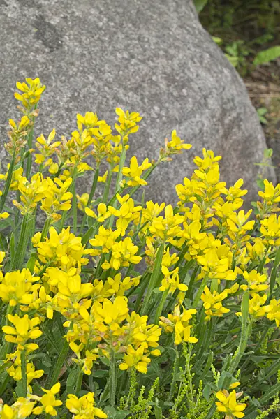 557037 - Arrow-jointed broom (Genista sagittalis)