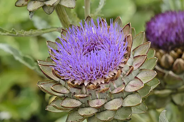 524063 - Artichaut (Cynara cardunculus 'Green Globe' syn. Cynara scolymus 'Green Globe')