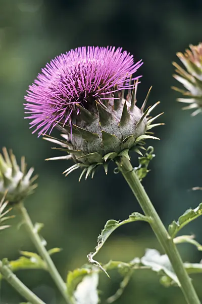 367084 - Artichaut (Cynara cardunculus syn. Cynara scolymus)