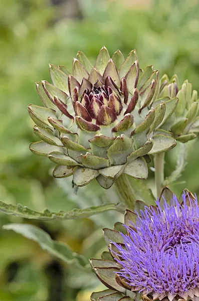 524064 - Artichoke (Cynara cardunculus 'Green Globe' syn. Cynara scolymus 'Green Globe')