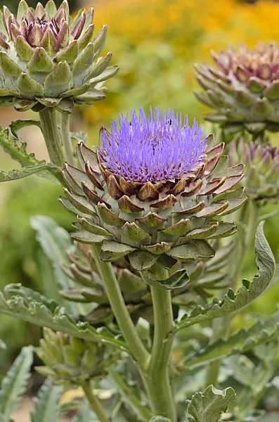 524065 - Artichoke (Cynara cardunculus 'Green Globe' syn. Cynara scolymus 'Green Globe')
