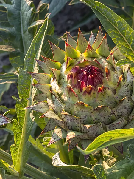 406032 - Artichoke (Cynara cardunculus syn. Cynara scolymus)
