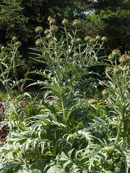 427167 - Artichoke (Cynara cardunculus syn. Cynara scolymus)