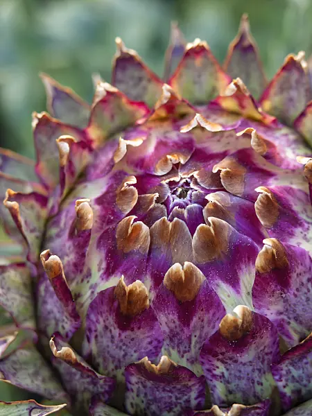 427254 - Artichoke (Cynara cardunculus syn. Cynara scolymus)