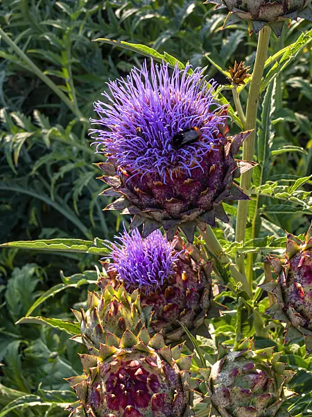 427256 - Artichoke (Cynara cardunculus syn. Cynara scolymus)