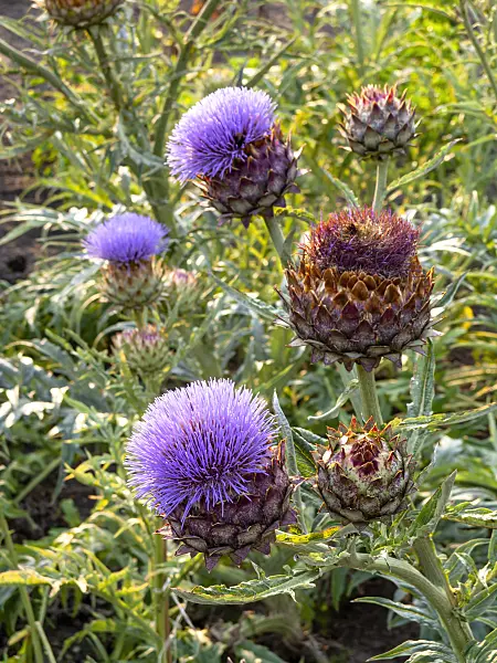 462177 - Artichoke (Cynara cardunculus syn. Cynara scolymus)