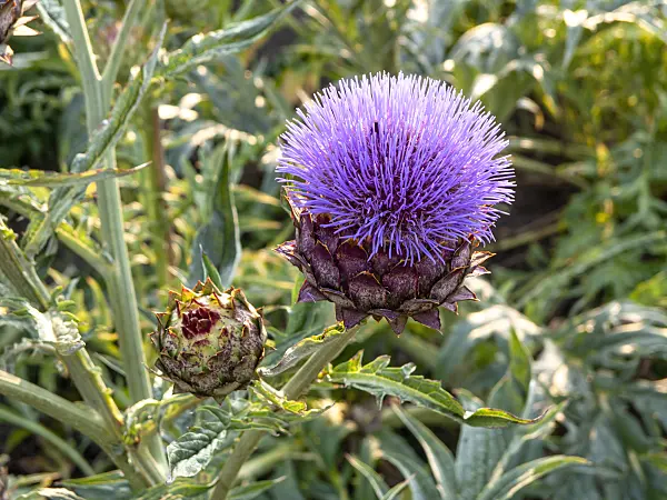 462178 - Artichoke (Cynara cardunculus syn. Cynara scolymus)