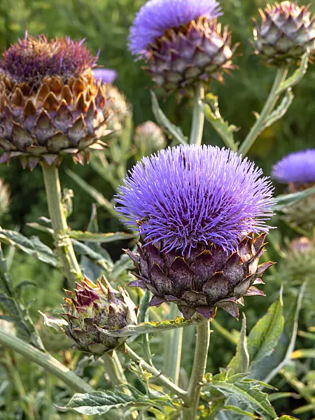 462179 - Artichoke (Cynara cardunculus syn. Cynara scolymus)