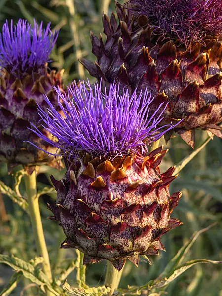 462180 - Artichoke (Cynara cardunculus syn. Cynara scolymus)