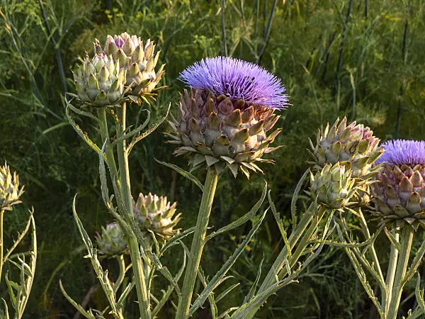 462181 - Artichoke (Cynara cardunculus syn. Cynara scolymus)