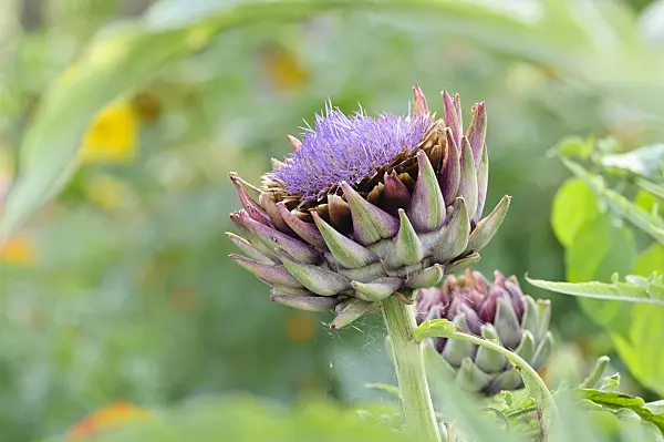 474482 - Artichoke (Cynara cardunculus syn. Cynara scolymus)