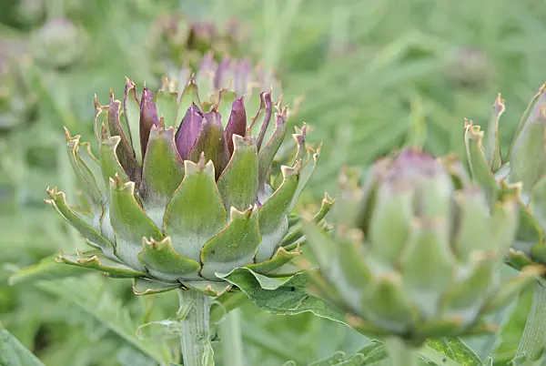 482012 - Artichoke (Cynara cardunculus syn. Cynara scolymus)