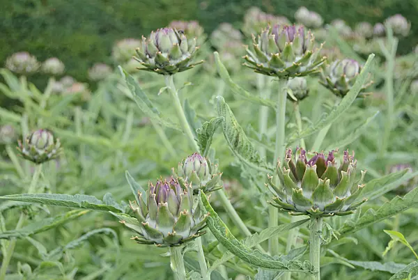 482013 - Artichoke (Cynara cardunculus syn. Cynara scolymus)
