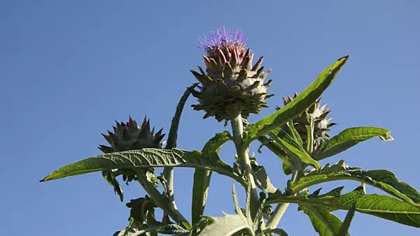 497358 - Artichoke (Cynara cardunculus syn. Cynara scolymus)