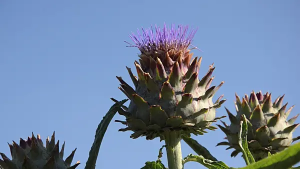 497359 - Artichoke (Cynara cardunculus syn. Cynara scolymus)