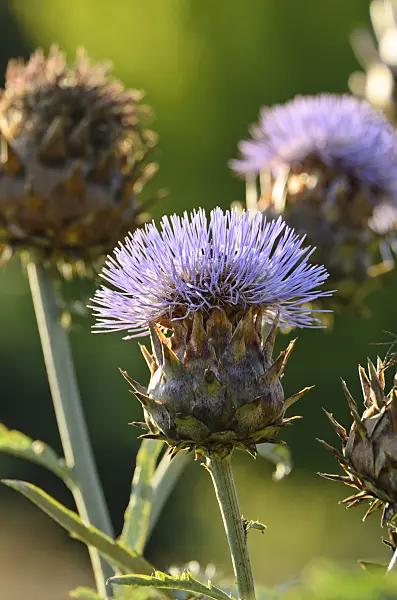 499049 - Artichoke (Cynara cardunculus syn. Cynara scolymus)