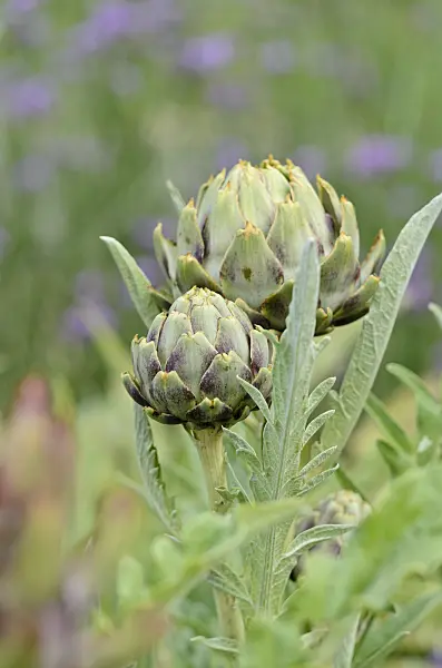 534416 - Artichoke (Cynara cardunculus syn. Cynara scolymus)